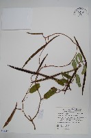 隱鱗藤藏品圖，第1張
