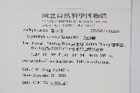 隱鱗藤藏品圖，第2張