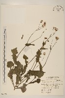 紫背草藏品圖，第1張