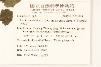 紫背草藏品圖，第2張