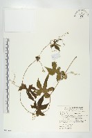 雙輪瓜藏品圖，第1張