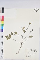 多花油柑、白仔藏品圖，第1張