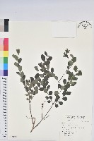 紅仔珠藏品圖，第1張