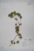 華九頭獅子草藏品圖，第1張