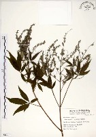 黃荊藏品圖，第1張