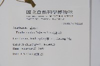黑眼花藏品圖，第2張