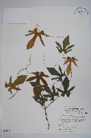 瓜葉馬兜鈴、青木香藏品圖，第1張