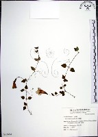 倒地蜈蚣藏品圖，第1張