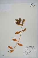 空心蓮子草藏品圖，第1張