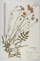 泥胡菜藏品圖，第1張