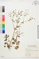 石龍芮藏品圖，第1張