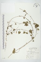 野牽牛藏品圖，第1張