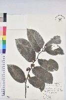 錫蘭饅頭果，香港饅頭果，大葉饅頭果，香港算盤子藏品圖，第1張