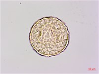 長葉豇豆藏品圖，第1張