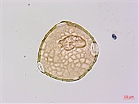 長葉豇豆藏品圖，第2張