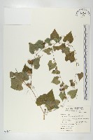 黑果馬交兒藏品圖，第1張