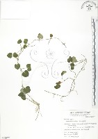 苞花蔓藏品圖，第1張