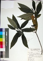 薄葉玉心花藏品圖，第1張