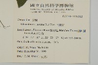 下田菊藏品圖，第2張