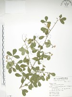 飛龍掌血藏品圖，第1張