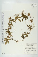 雙輪瓜藏品圖，第1張