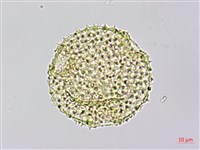 雙輪瓜藏品圖，第2張