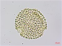 雙輪瓜藏品圖，第3張