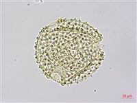 雙輪瓜藏品圖，第4張