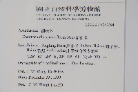 針刺草藏品圖，第2張