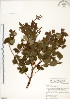 內苳子藏品圖，第1張