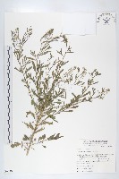 獨行菜藏品圖，第1張