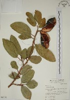 薜荔藏品圖，第1張