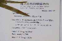 黃花夾竹桃藏品圖，第2張