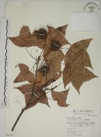 楓香、楓樹藏品圖，第1張