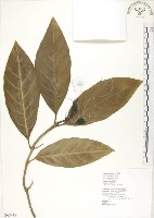 檄樹、諾麗果藏品圖，第1張