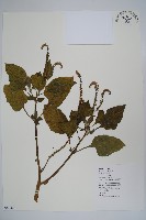 狗尾草藏品圖，第1張