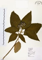 山煙草藏品圖，第1張