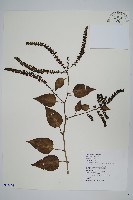 漿果莧、紐藤藏品圖，第1張