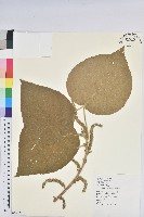 紅花鐵莧、長穗鐵莧藏品圖，第1張