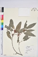 粗糠柴藏品圖，第1張