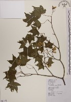 青楓藏品圖，第1張