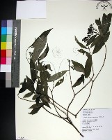 薄葉玉心花藏品圖，第1張