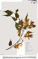 尖葉槭藏品圖，第1張