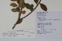 倒卵葉冬青、金平氏冬青藏品圖，第2張