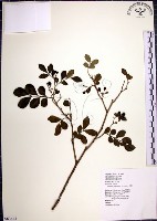 月橘藏品圖，第1張