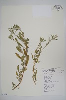 伏毛天芹菜藏品圖，第1張