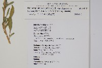 伏毛天芹菜藏品圖，第2張