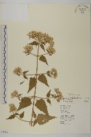 香澤蘭、飛機草藏品圖，第1張