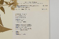 香澤蘭、飛機草藏品圖，第2張