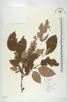 俄氏柿藏品圖，第1張